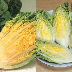 Lettuce 'Gem Collection' (Cos) - 2 packets - 1 of each variety (1400 seeds in total)
