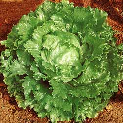 Lettuce 'Webbs Wonderful' (Iceberg/Crisphead) - 1 packet (1500 seeds)