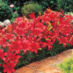 Lily 'Red Carpet' - 32 bulbs
