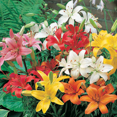Lily Asiatic Full Garden Bumper Crate (Ground Cover) - 1 crate (450 bulbs)
