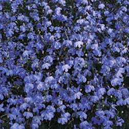 Lobelia erinus 'Blue Cascade' - 1 packet (1500 seeds)