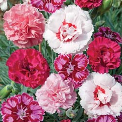 Dianthus Lucky Dip - 1 lucky dip - pinks