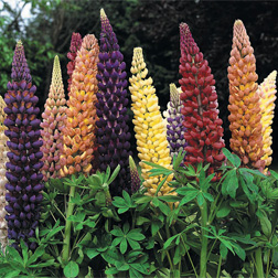 Lupin 'Russell Hybrids Mixed' - 6 x 5cm potted plants