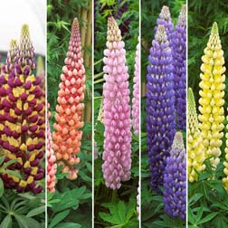 Lupin West Country Hybrids Collection - 5 jumbo plugs - 1 of each variety