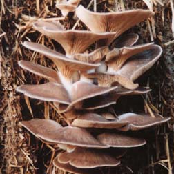 Mushroom Oyster - 100 dowels