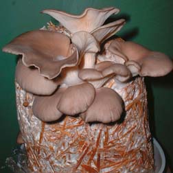 Mushroom Oyster Straw Kit - 1 complete kit