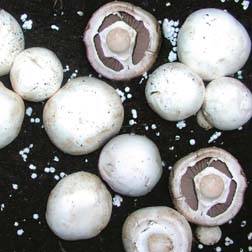 Mushroom White Cap Button - 100g mushroom spawn