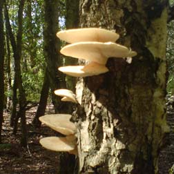 Oyster Mushroom Log - 1 oyster mushroom log