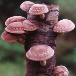 Shiitake Mushroom Log - 1 shiitake mushroom log