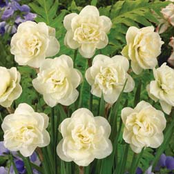 Narcissus 'Rose of May' - 40 bulbs