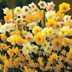 Narcissus 'Sweet Aroma Mixed' - 50 bulbs
