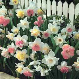 Narcissus ‘Pretty in Pink’ Collection - 30 bulbs