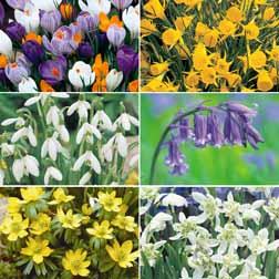 Naturalising Bulbs Collection - 165 bulbs - 1 pack of each variety