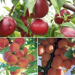Nectarine,Peach and Apricot Collection - 3 feathered maidens - 1 of each variety
