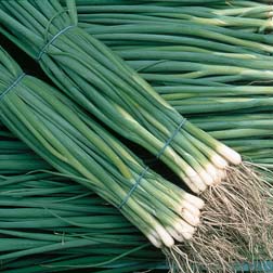 Spring Onion 'Summer Isle' - 1 packet (500 seeds)