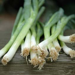 Spring Onion 'White Lisbon' (Organic) - 1 packet (500 seeds)