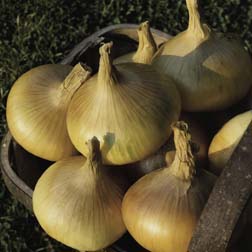 Onion 'Senshyu' (Autumn Planting) - 1 pack