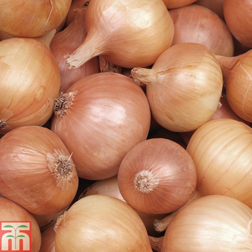 Onion 'Hercules' (Spring Planting) - 250g/50 sets
