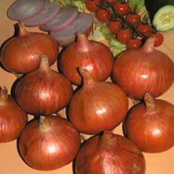 Onion 'Rosanna' - 2 packs