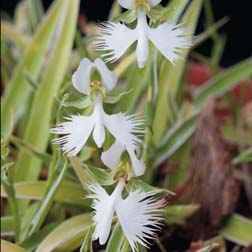 White Egret Orchid - 3 naturally small tubers
