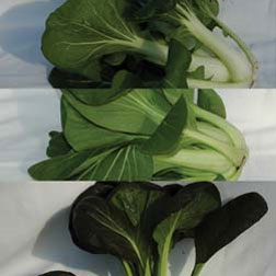 Pak Choi Collection - 3 packets - 1 of each variety (450 seeds in total)