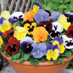 Pansy 'Most Scented Mix' - 36 plugs