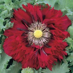 Poppy 'Seriously Scarlet' - 1 packet (100 seeds)
