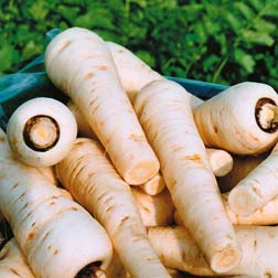 Parsnip 'Countess' F1 Hybrid - Part of the Alan Titchmarsh Collection - 1 packet (200 seeds)