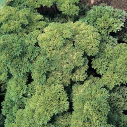 Parsley 'Champion Moss Curled' - 1 packet (1750 seeds)