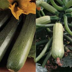 Courgette Parthenocarpic Duo - 2 packets - 1 of each variety (5 per pack)