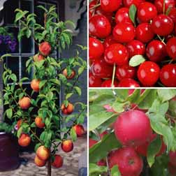 Patio Fruit Tree Collection - 3 trees - 1 of each variety