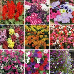 Patio, Bedding and Basket Pack variety - 108 plugs - 12 of each variety