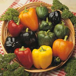 Sweet Pepper 'Summer Salad' F1 Hybrid - 6 x 5cm potted plants