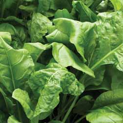 Spinach 'Perpetual' (Spinach Beet) - 1 packet (250 seeds)