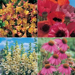 Perennial Garden Collection - 4 packets - 1 of each variety