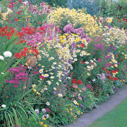 Perennial Bumper Pack - £100 worth of perennial plants