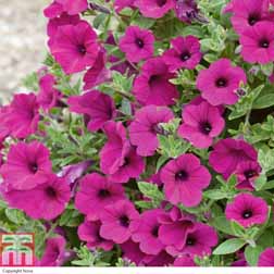 Petunia Purple Velvet F1 - 30 plug plants
