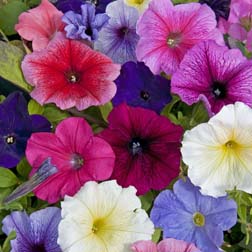 Petunia 'Summer Sensation Mixture' F2 Hybrid - 24 plug plants