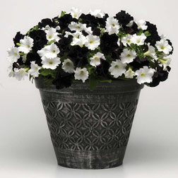 Petunia 'Black & White' Collection - 10 plug plants - 5 of each variety