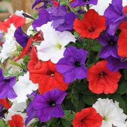 Petunia 'Easy Wave Union Jack Mix' - 24 plug plants (8 of each colour)