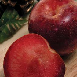 Pluot® 'Flavour King' - 1 feathered maiden
