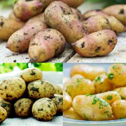 Potato Collection and Planters - 1 potato collection + planters