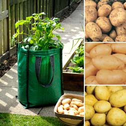 Potato Collection - 'Charlotte', 'Maris Peer' and 'Vales Emerald' - 3 patio planters + 15 tubers - 5 of each variety