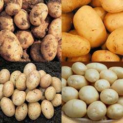 Potato Collection (Christmas) - 4 x 20 tuber packs