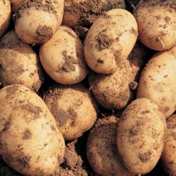 Potato 'Maris Peer' (Christmas) - 20 tubers