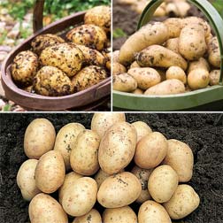 Christmas Potato Collection B - 60 tubers - 20 of each variety