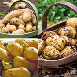 Potato Second Cropping Collection - 15 tubers - 5 of each variety + 3 planters