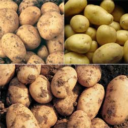 Christmas Potato Collection - 15 tubers - 5 of each variety + 3 planters