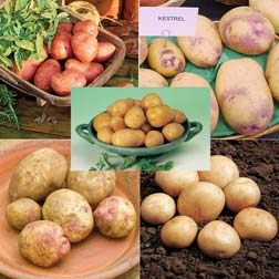 Potato 'Beginners Collection' - 6 x 20 tuber packs