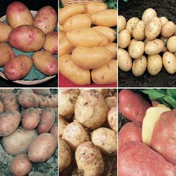 Potato Organic Collection - 6 x 20 tuber packs